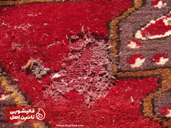 بیدخورگی فرش چیست و چرا اتفاق می افتد؟